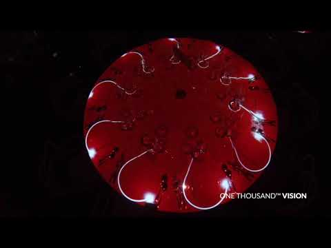 Videomapping Tablemapping Cantine Pasqua