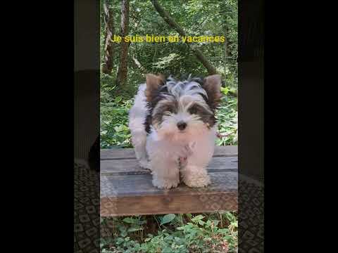 le fenil des canailles