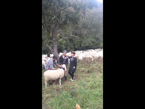 Transumanza al Ciapou di Valloriate cn