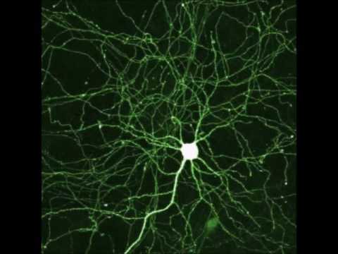 Neo Cortex Stimulation - Binaural + Isochronic