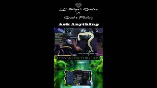 Ball Python & Snake Q&A