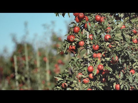 Lolland-Falsters frugthave