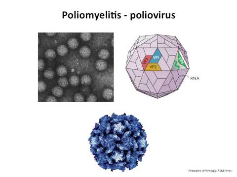 Virology 2013 Lecture #17 - Acute infections