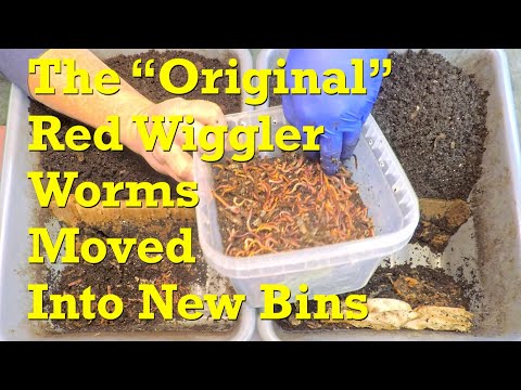 Haul-out of "original" red wiggler worms after 20-day horizontal migration - vermicompost