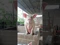 Pigs Animals Are Eating Feed In Farm Show Pig Pigeon Piggy Pigs Pigment PigsOfInstagram Funny