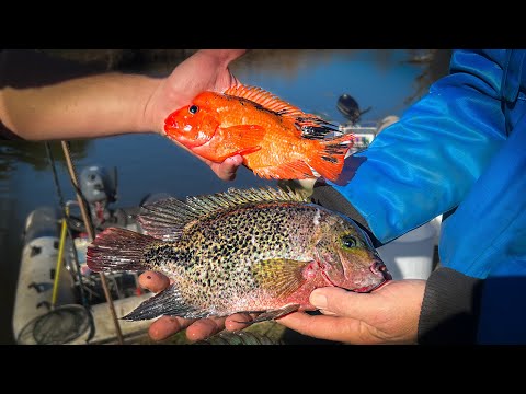 Idegenhonos halfajok gyérítése a Hévíz-folyáson