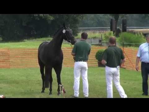 "Finest Pearl" Siegerstute Kreis Wesel 2014