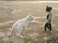 KUNG FU CAT Angry Feline Fighter Shows Off Moves