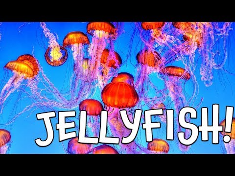 Jellyfish!  Learn about Jellyfish by Kids Learning Videos