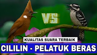 Download lagu MASTERAN CILILIN VS PELATUK BERAS JERNIH - THE CRESTED JAY CALLING - FULVOUS-BREASTED WOODPECKER mp3