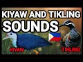 BIRDS SOUND IN THE PHILIPPINES, KIYAW AT TIKLING, VISAYA NA PANGALAN