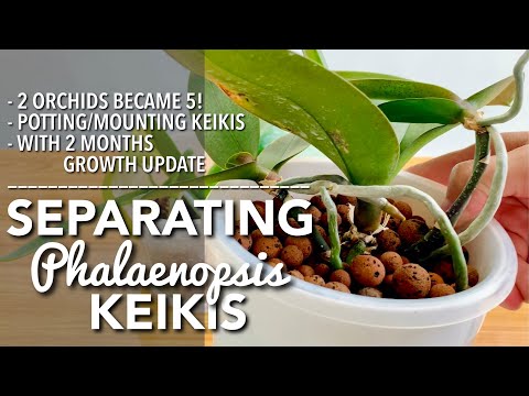 , title : 'SEPARATING PHALAENOPSIS KEIKIS | Propagating Phalaenopsis | Paano Magparami ng Phalaenopsis Orchid'