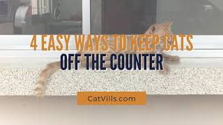 4 EASY WAYS TO KEEP CATS OFF THE COUNTER