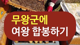 무왕군에 여왕 유입하기. 합봉. 무왕군의 징후