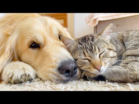 When Your Cat Who Can't Deny His Love for Dog [CUTEST REACTION EVER!!]