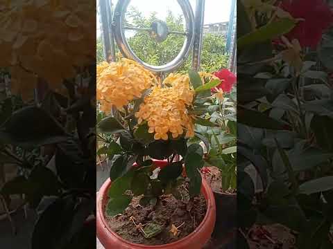 pls guys.. like & subscribe me..🙏 #naturelovers #nature #plantlover#flowers #relaxing #viralshort