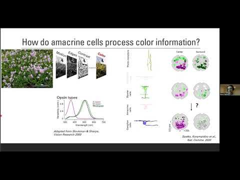 Systems Neuroscience (Part 3)