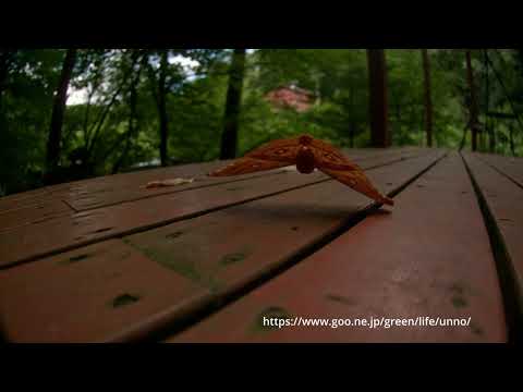 ヤママユの宙返り