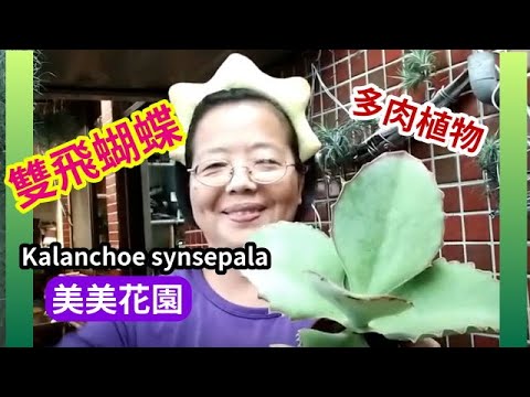 蝴蝶雙飛多肉繁殖