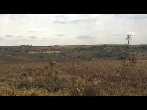 The Lion King || Lion Roaring || 4k Africa Hunting