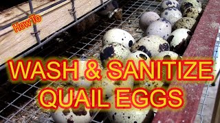 QUAIL EGG WASH & SANITIZE - Proper methods to clean and sanitize your quail eggs for retail sales