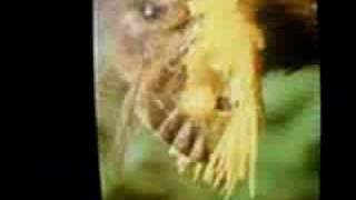 Client &quot;Pornography&quot; (Fauna &amp; Flora Mix)