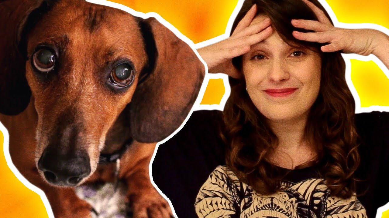 Quais vacinas o cachorro deve tomar?