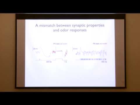 Allison J. Doupe Memorial Symposium - Katherine Nagel, PhD