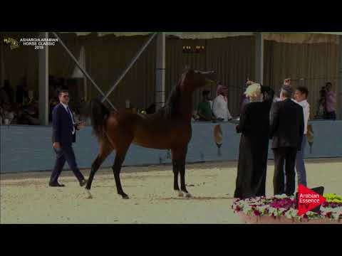 N.203 SULTAN AM - Asharqia Classic 2018