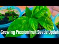 Grow Lots Of Passionfruit Vines From Store Bought Fruit Update