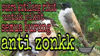 Download lagu Suara pikat kutilang ribut kolibri prenjak untuk mikat semua burung mp3