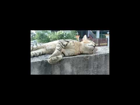 #FunnycatsLife #Funny😸 Try to create some fun 😸