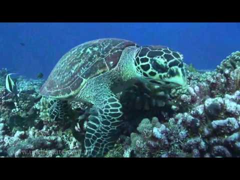 Diving Rangiroa