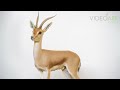 An Endangered Slender Horned Gazelle Gazella Leptoceros At San Diego Zoo Safari Park