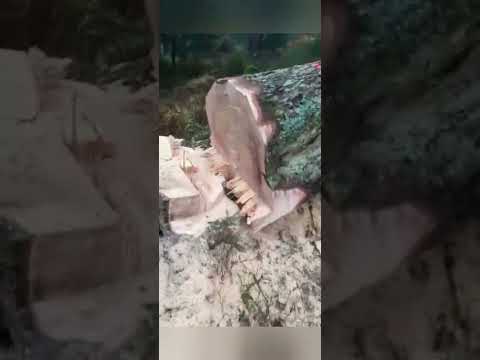 Rückblick 2022. Forstarbeiten in Südtirol und Schwarzwald