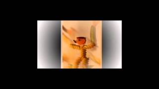 Video Noodleman