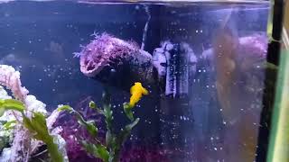 Yellow Clown Goby | Gobiodon okinawae