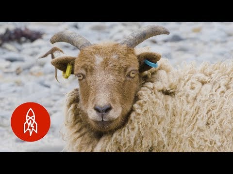 なぜスコットランドの羊が海藻を食べるのか (Why These Scottish Sheep Eat Seaweed)