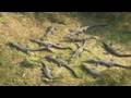 Alligators On The Path