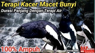 Download lagu TERAPI BURUNG KACER STRES DAN MACET BUNYI mp3 Download lagu TERAPI BURUNG KACER STRES DAN MACET BUNYI mp3