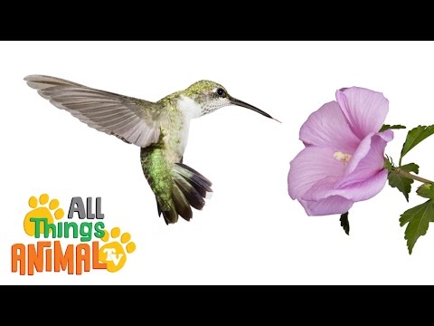 download lagu mp3 mp4 Hummingbird Facts For Kids, download lagu Hummingbird Facts For Kids gratis, unduh video klip Hummingbird Facts For Kids