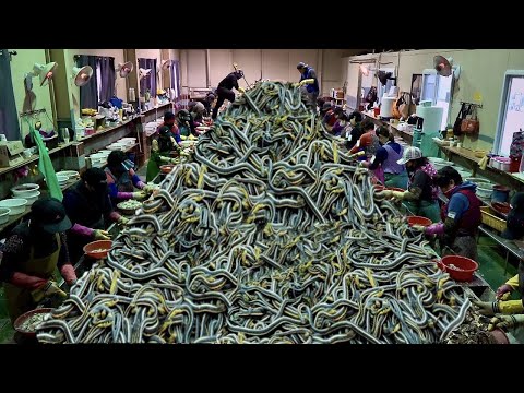Do You Know There is a Real Snake Factory In China