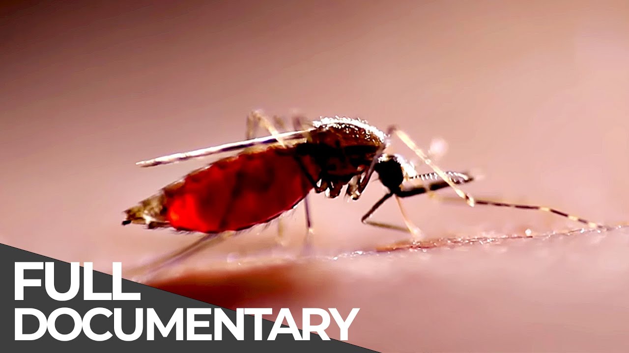 Deadly Disasters: Mosquitoes