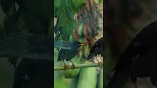 Download lagu Burung Jalak di Alam liar, semoga tetap lestari mp3 Download lagu Burung Jalak di Alam liar, semoga tetap lestari mp3