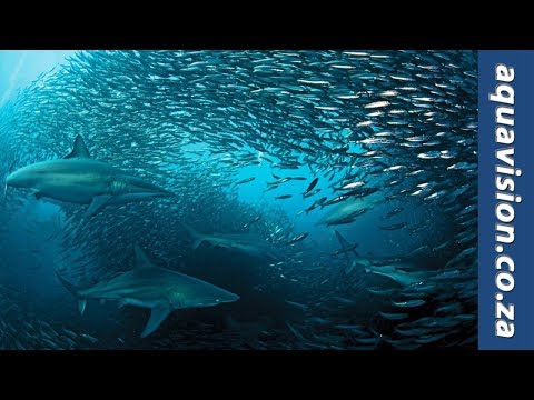Sharkball : The Feast of Predators
