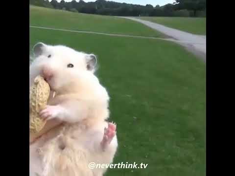 Rat shot out of cannon meme