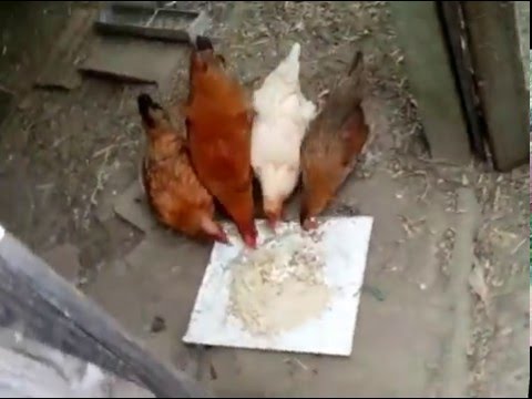 Medicine da vermi allatto di risposte di gattini Parassiti che si puliscono da carbonato di sodio di carbonato di sodio