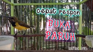 Download lagu SOGOK ONTONG TROTOL GACOR UNTUK MASTERAN SOGON BAHAN      #sogontrotolGacor #sogongacor #sogokontong mp3