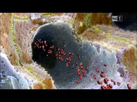 La digestione alla scansione elettronica