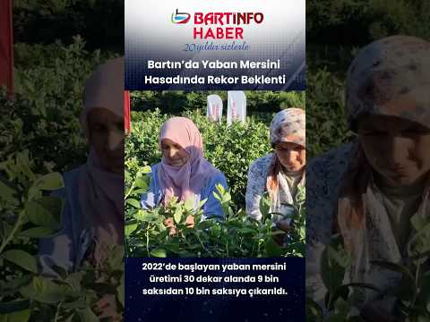 🫐 Bartın'da Yaban Mersini Hasadında Rekor Beklenti #bartın #haber #yabanmersini